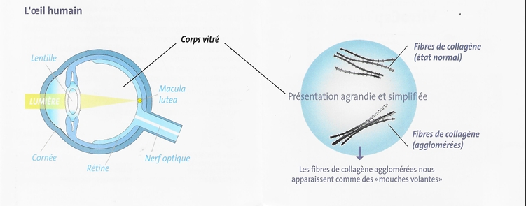 Schéma de l'oeil humain